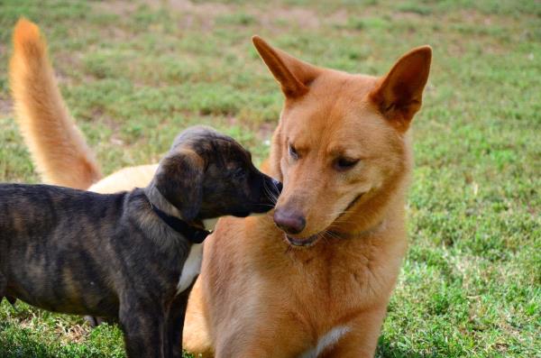 /Images/uploads/Humane Rescue Alliance/HRACalendarPhotoContest/entries/8387thumb.jpg